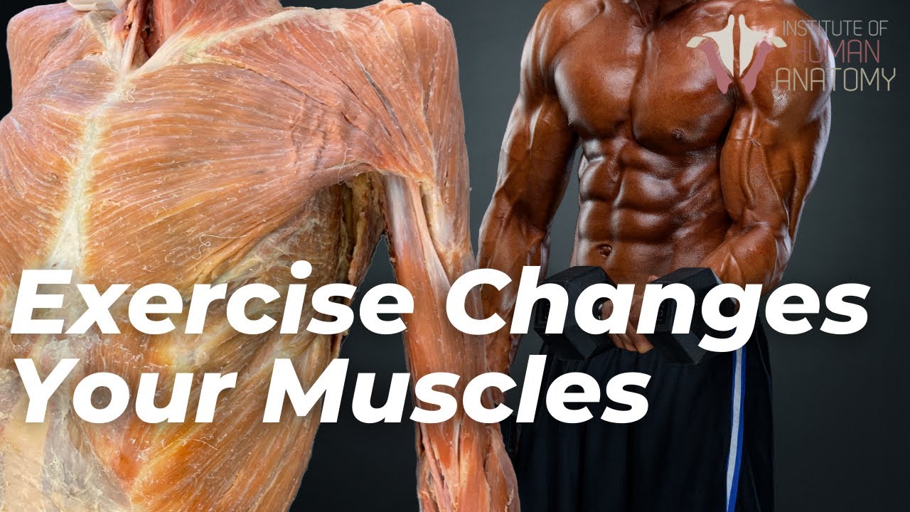 How your muscles change with exercise