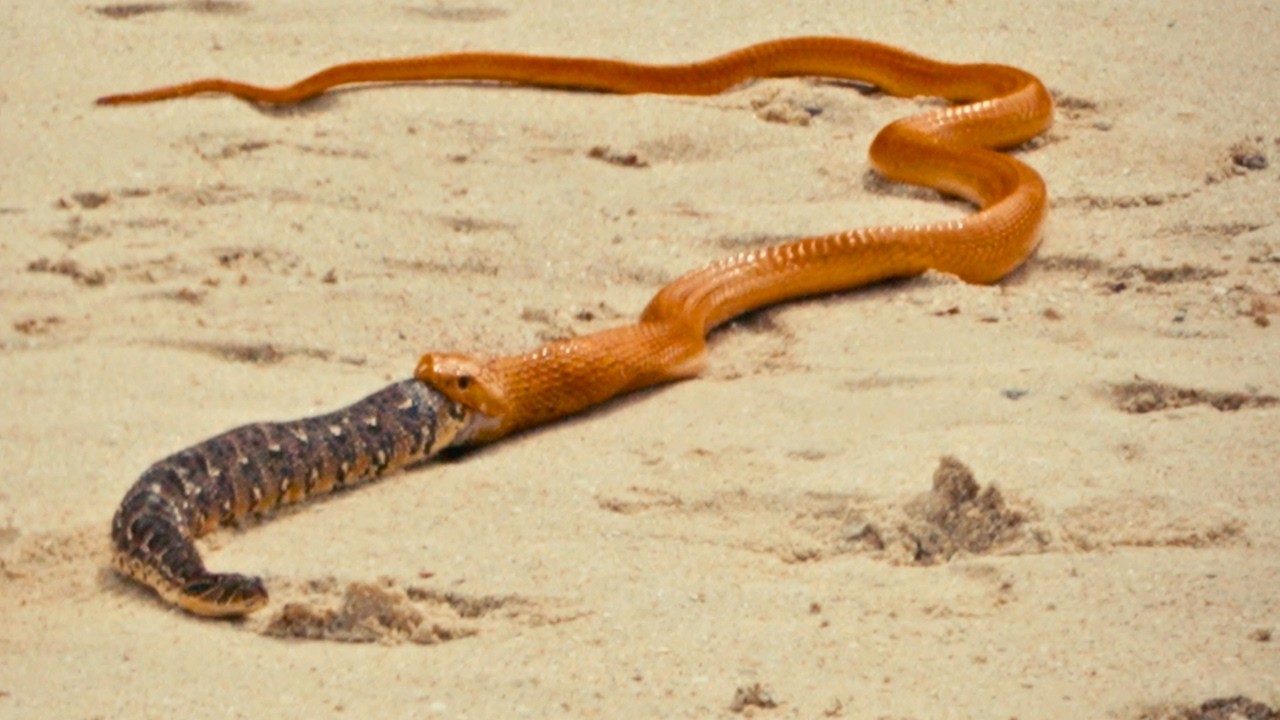 I watched a puff adder slip free