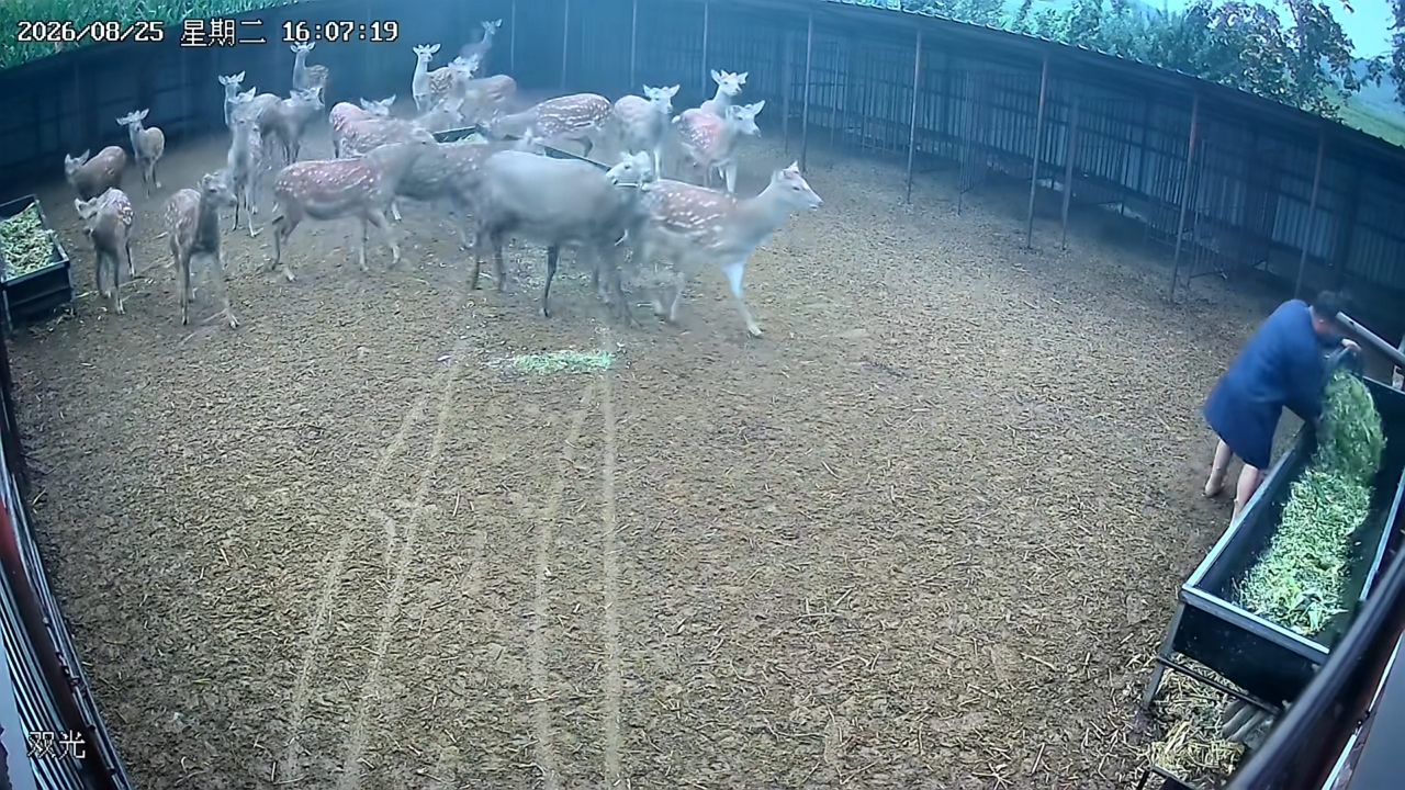 Man climbs stable gate after deer rams him in Jilin