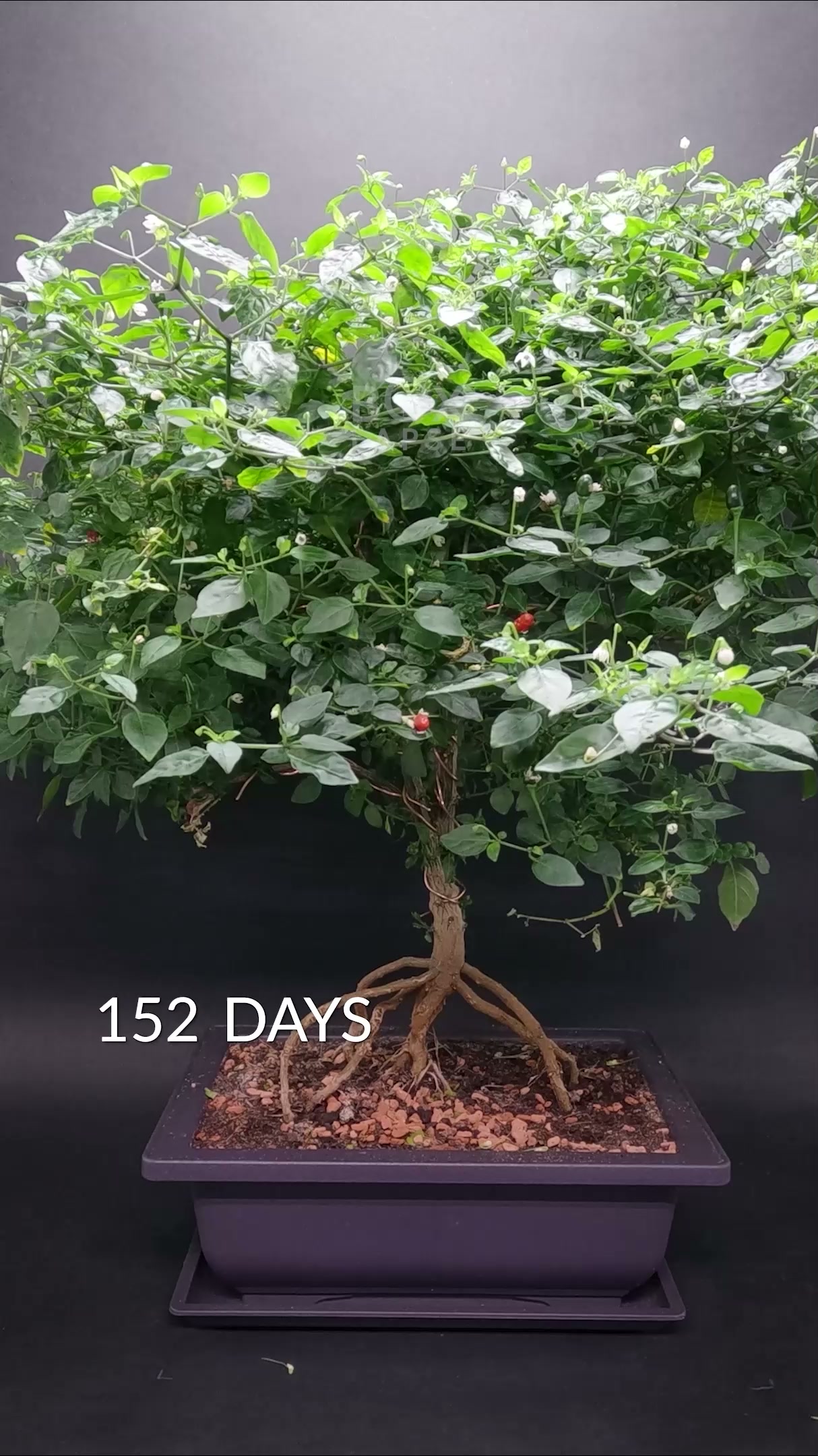 Firecracker chili bonsai