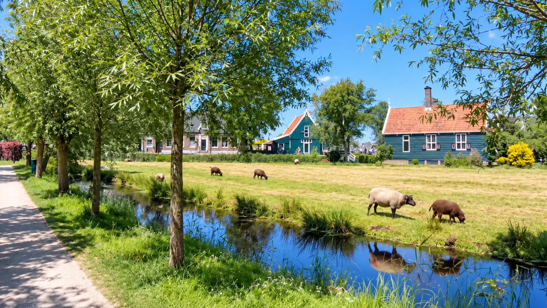 Sheep grazing beside traditional houses in Zaanse Schans (4K)