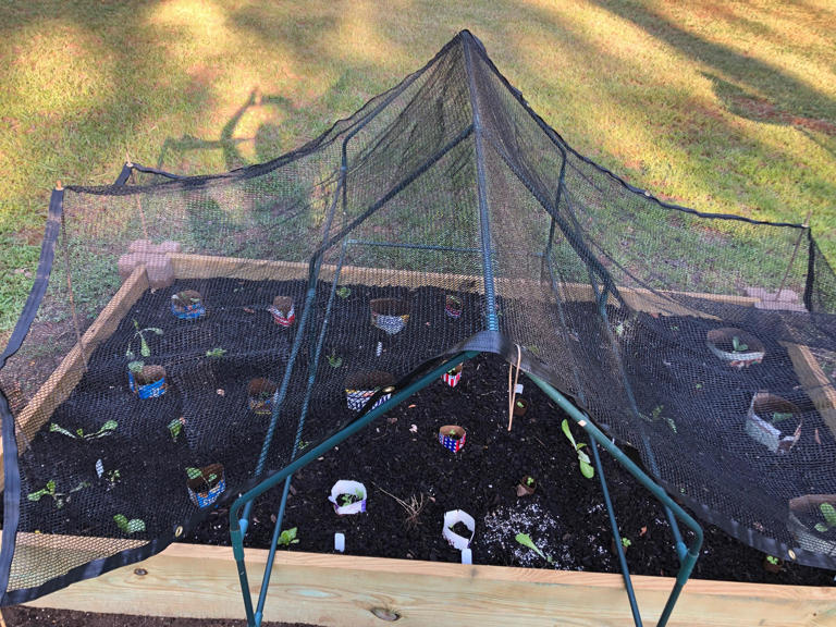 Seed flats or direct sow? How to choose for fall vegetable garden