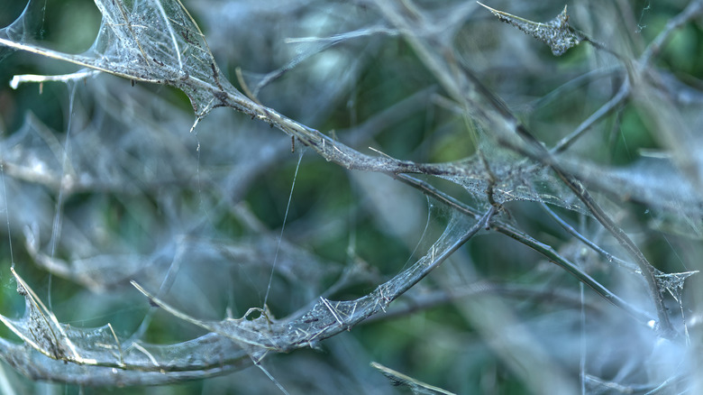 Those webs covering your shrubs aren't spiders. Here's what they are ...