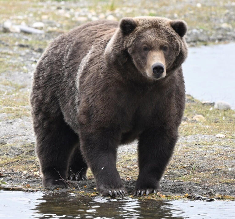 Fat Bear Week returns to crown Alaska’s bulkiest bear