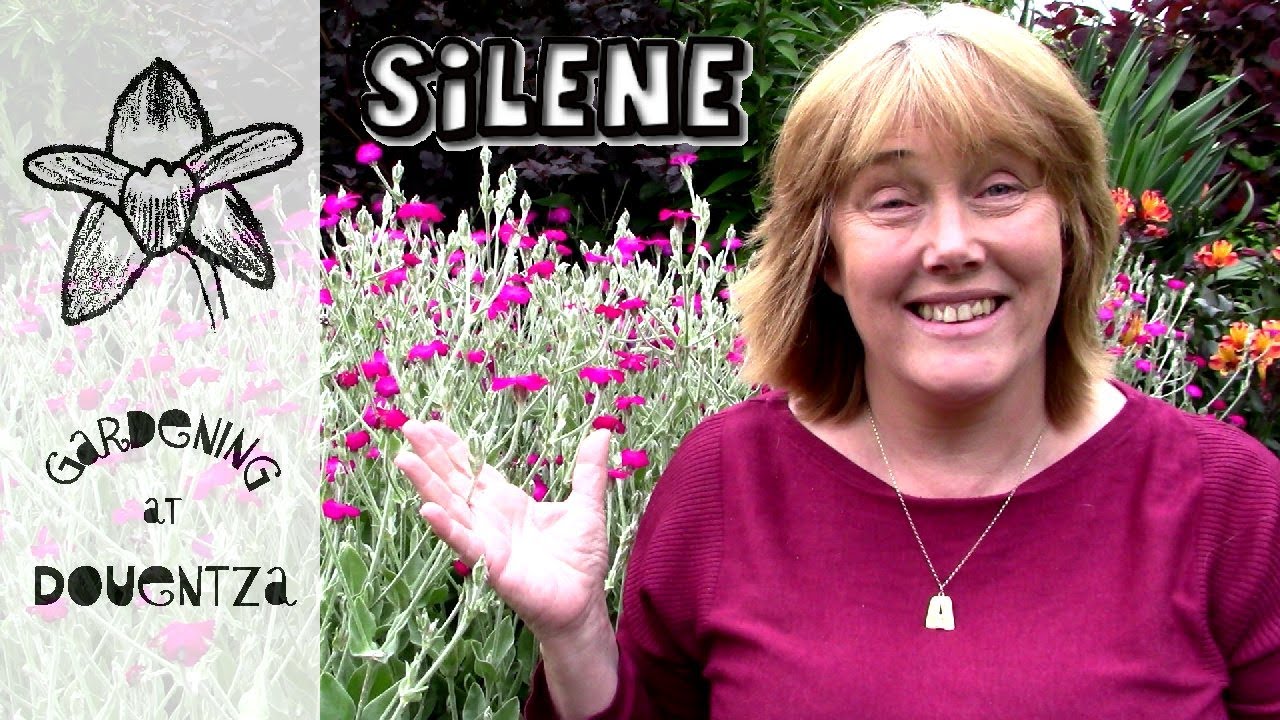 Easy care guide for rose campion perennials