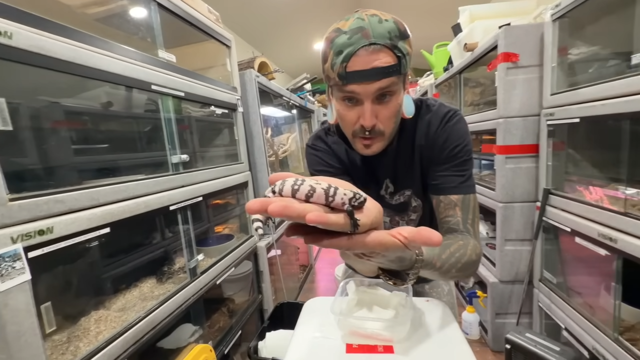 He opened a box from California… a venomous lizard was waiting inside