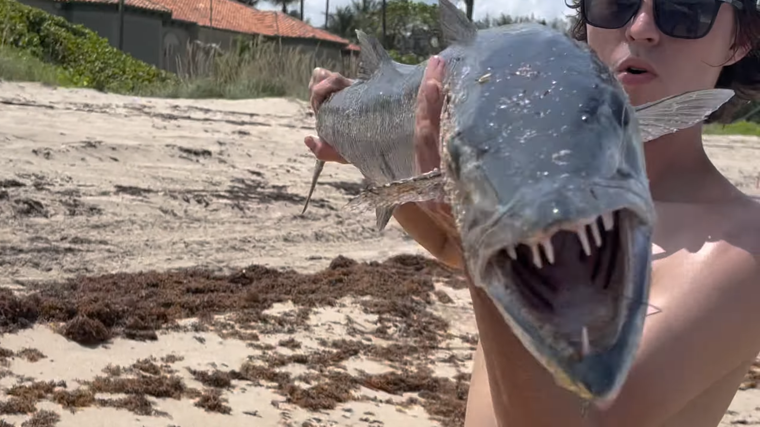 Barracudas are known for killing people before and he just hooked a ...