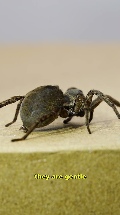 This is the largest wolf spider I’ve ever seen