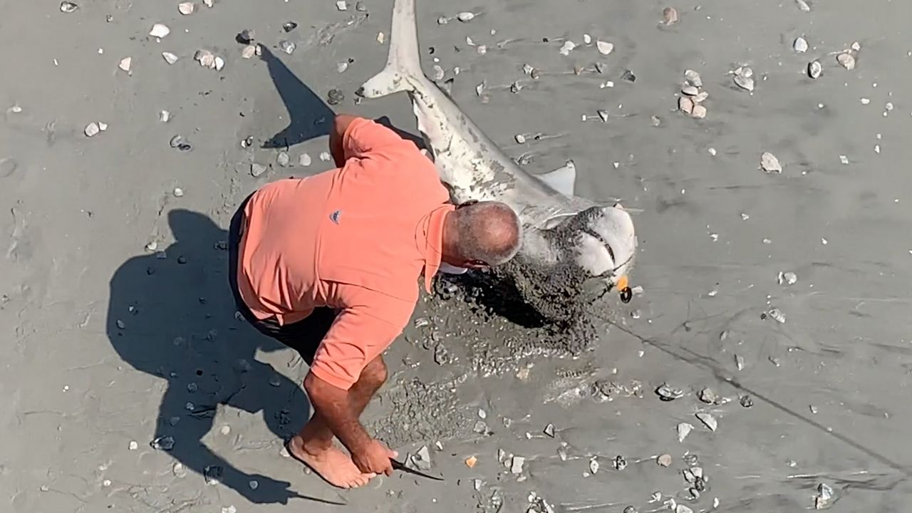 Shark rescued from fishing net and helped back to water | Wild-ish
