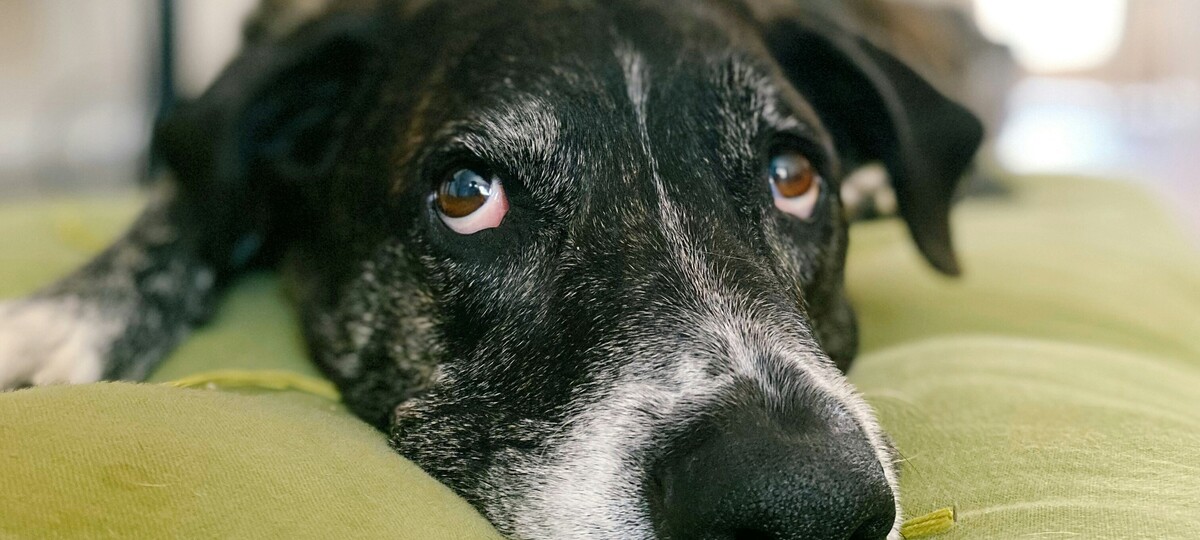 Canine bladder cancer associated with herbicides and pesticides