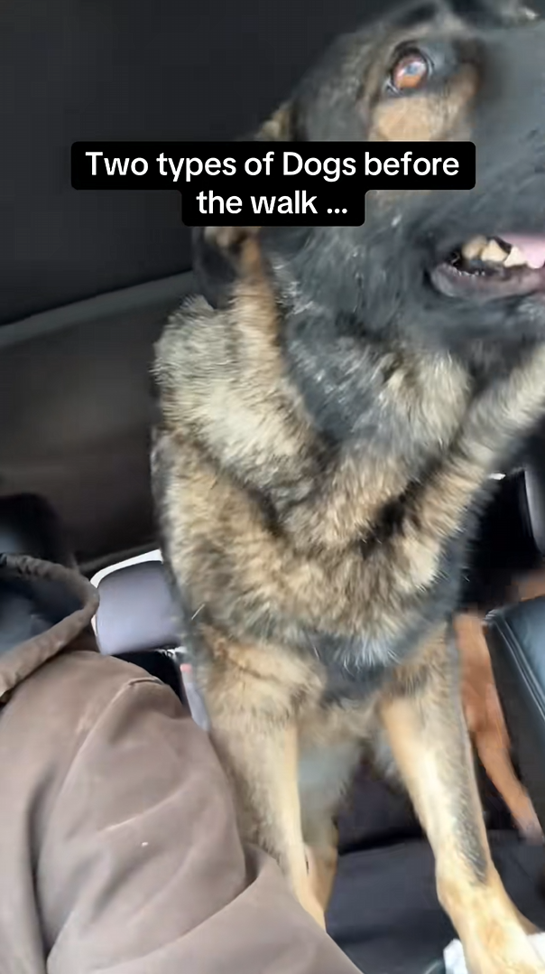 Every dog owner knows these two types of dogs