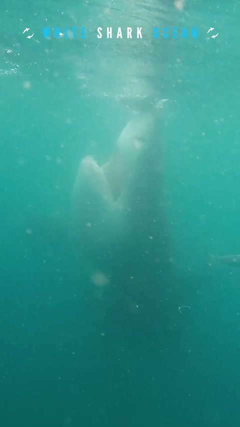 Dynamic predator