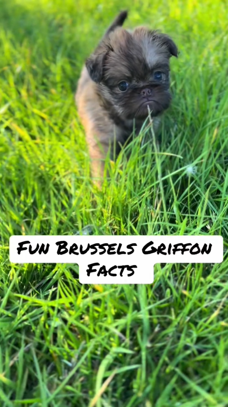 Brussels griffon fun facts and unique traits