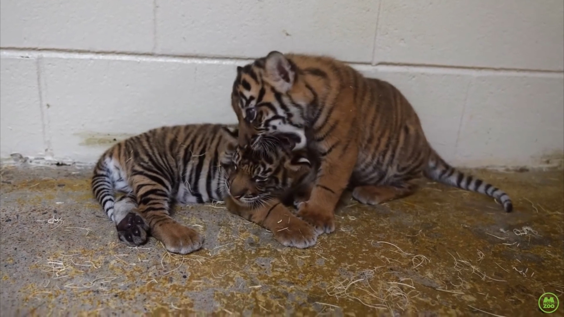 Baby tigers Boneka and Kari explore zoo