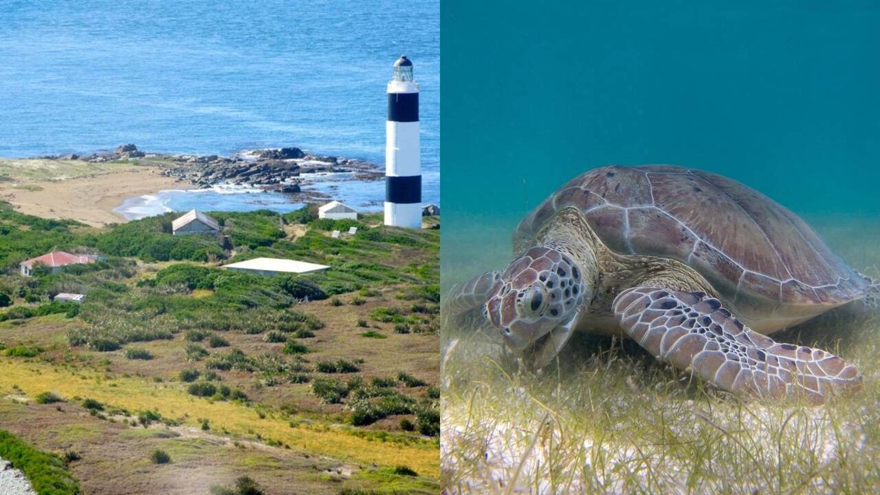 Rat eradication boosts wildlife: Conservationists clear Dog Island rats ...