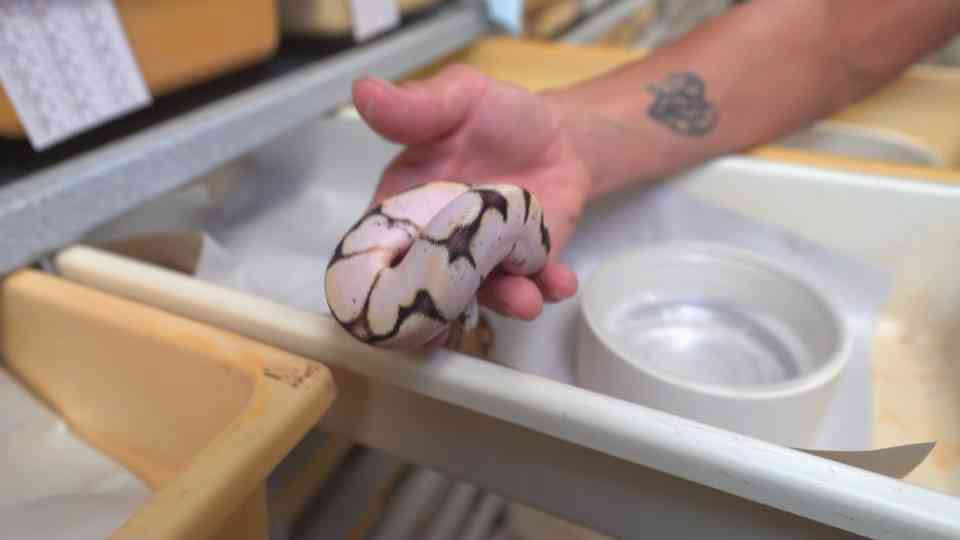 We cut open these snake eggs... watch what's inside