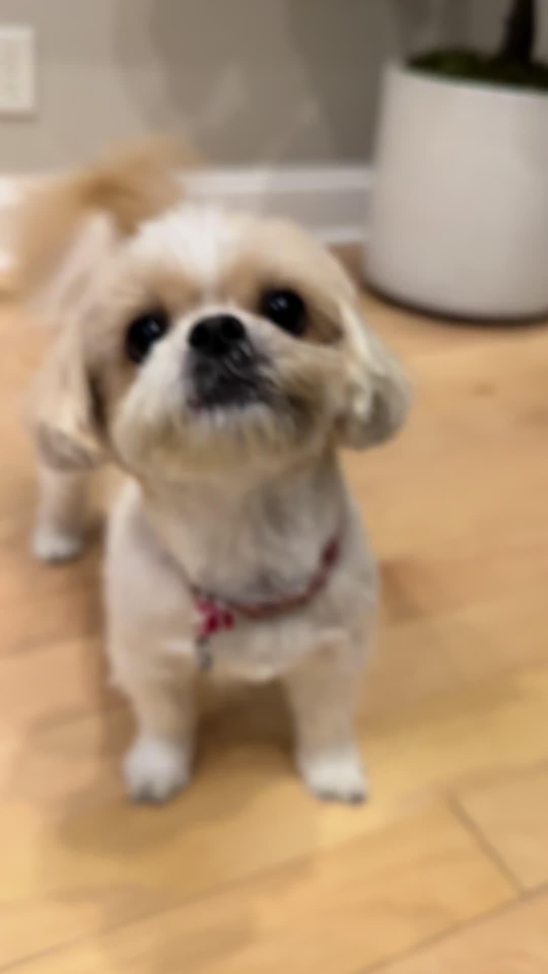 Sassy dog moments that are too funny and relatable