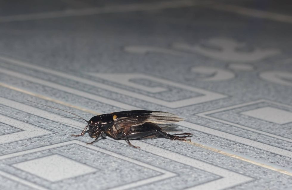 Black cricket sightings jump across North Texas after rain, cooler nights
