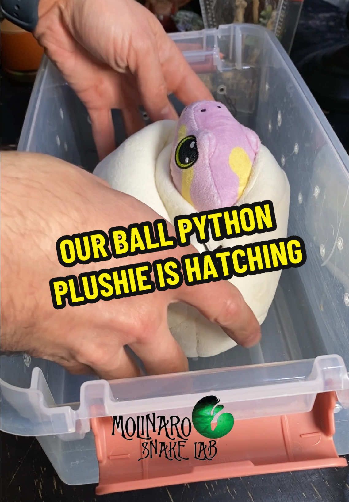 Ball python egg check-up and hatch update