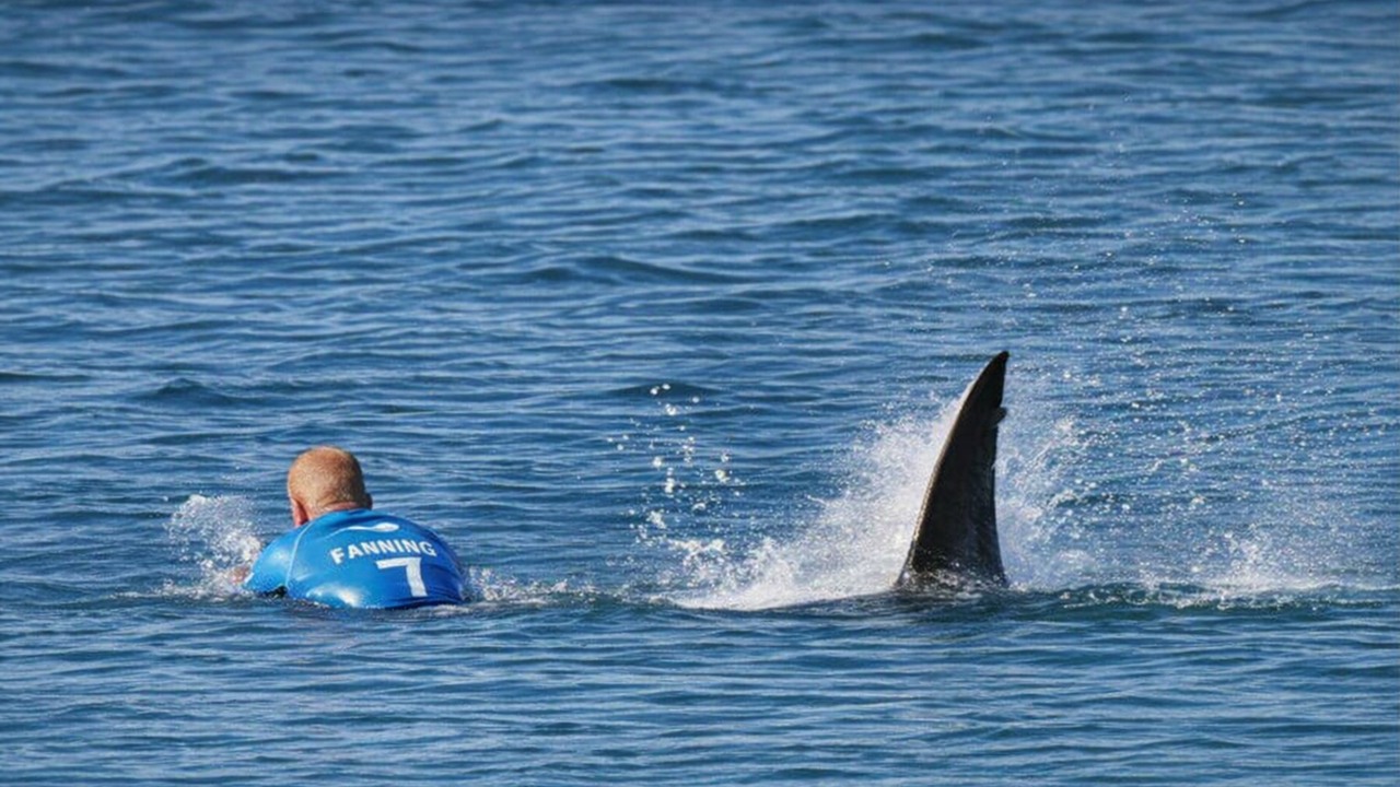 Millions watched a great white attack him live - somehow, he came out ...