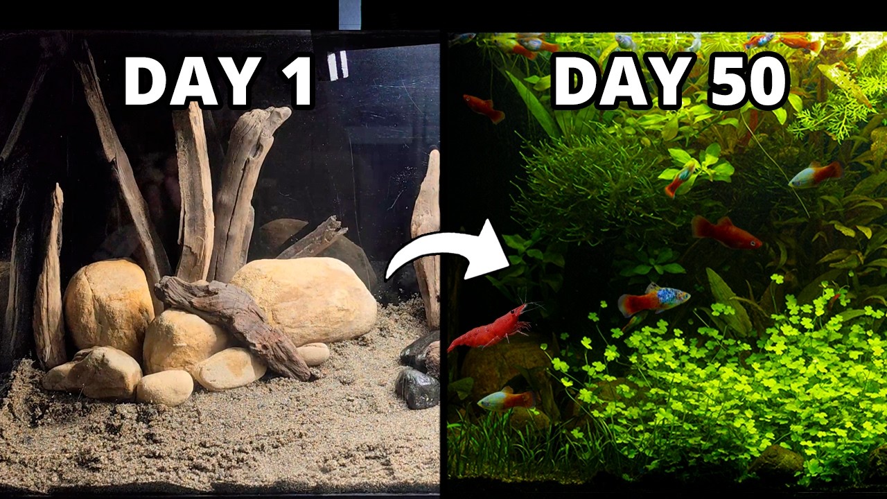 I built a self-sustaining aquarium using nature (no filter)