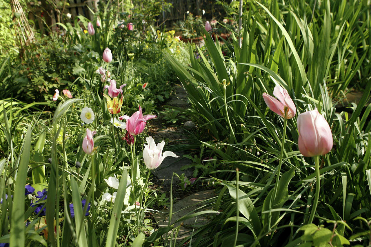 Fall yard care tips: Fertilizing lawns, controlling weeds and sowing ...