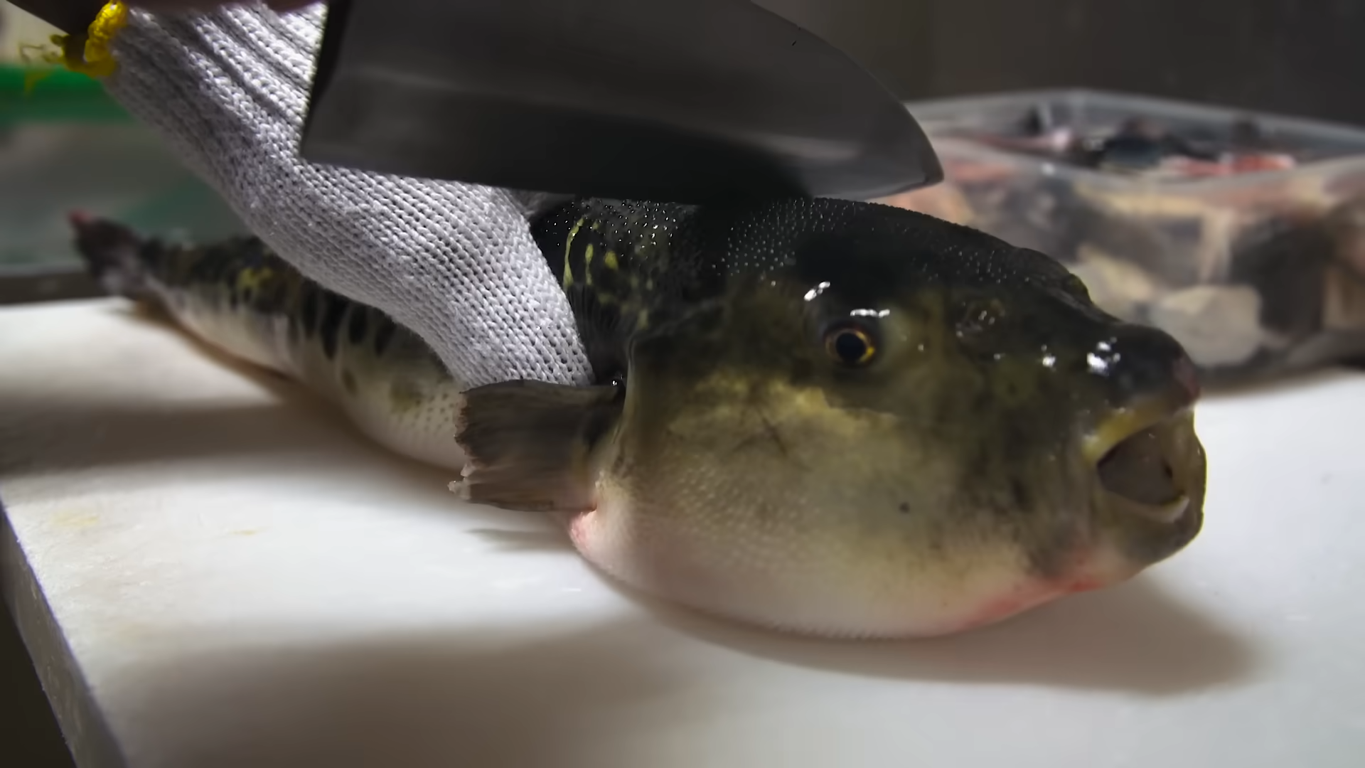 Japan requires special training to serve this fish - he ordered three ...