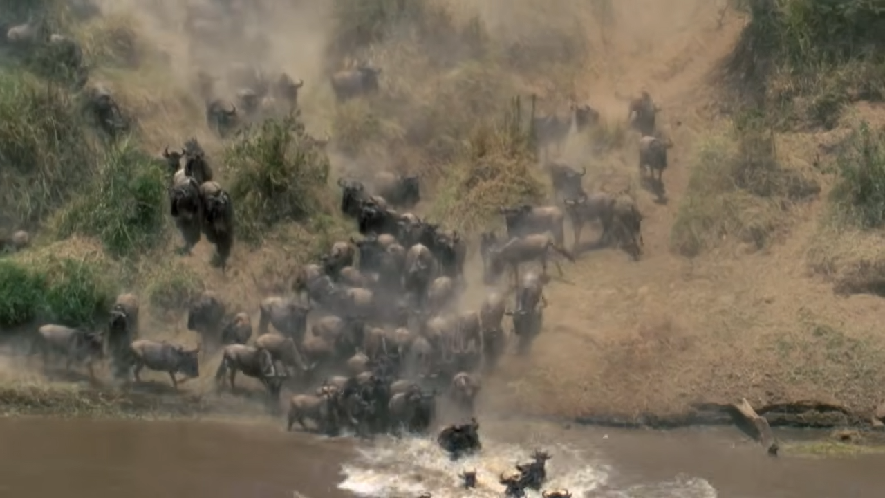 Nearly two million animals reached the river… the crocodiles were ...