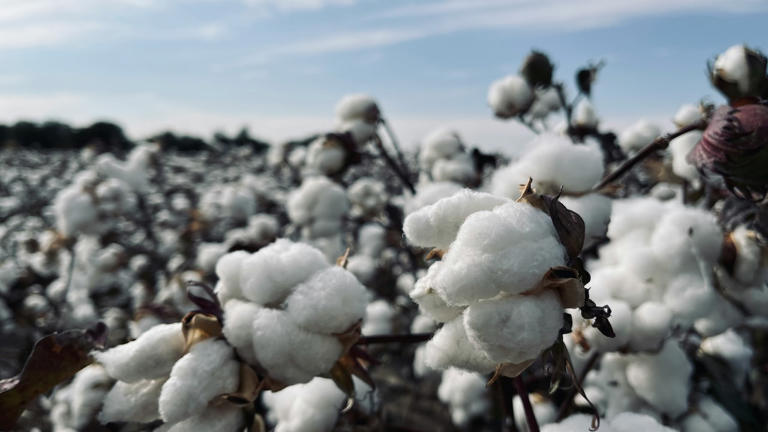 Xinjiang sanctions evaded? Firms tied to banned Chinese cotton giant ...