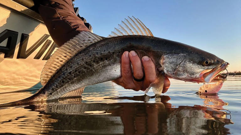 Targeting trout in the Mississippi River-Gulf Outlet
