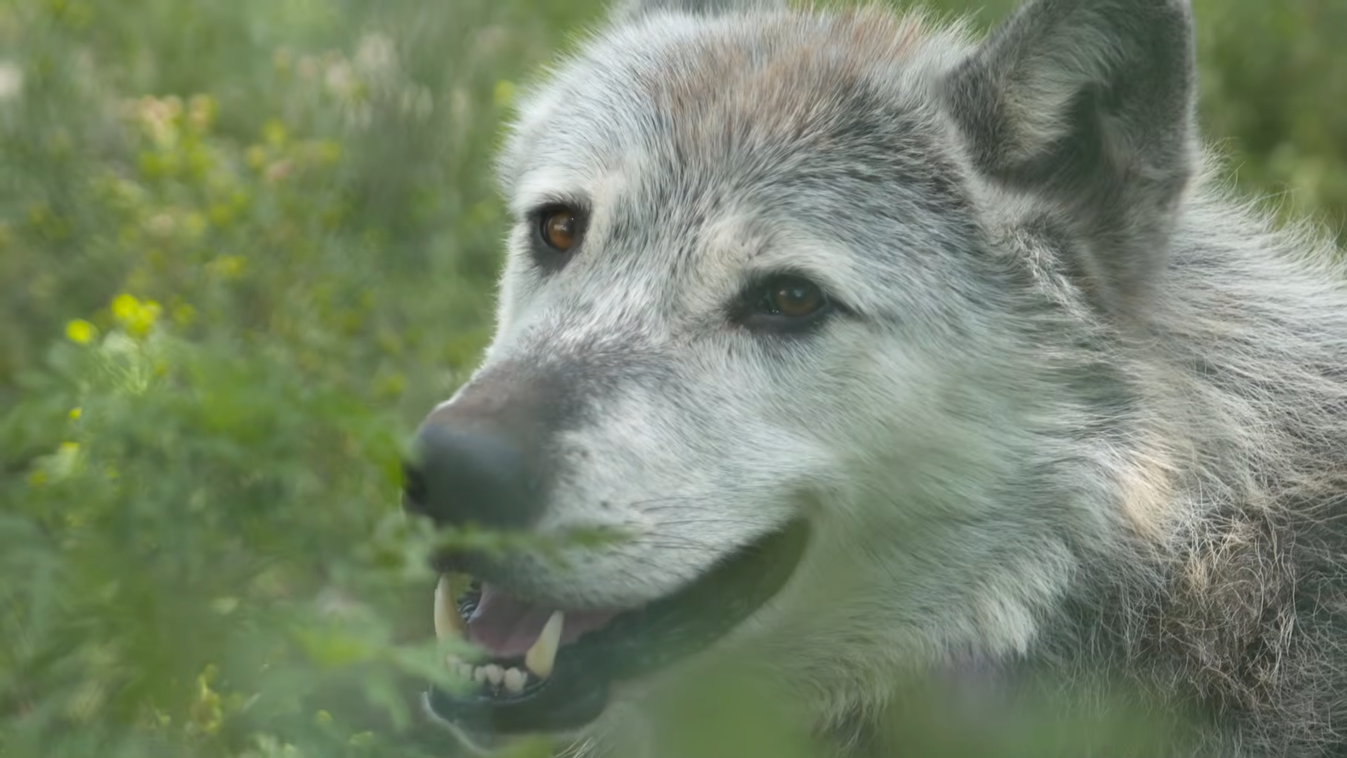 These wolves started hunting salmon in the shallows… then their bodies ...