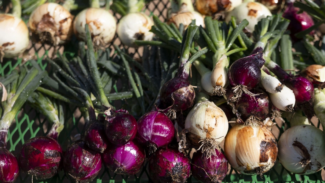 Storing onions, garlic, and root vegetables