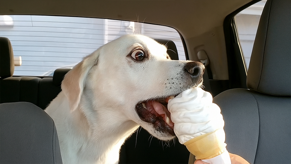 Dog enjoys a soft serve ice cream in the car