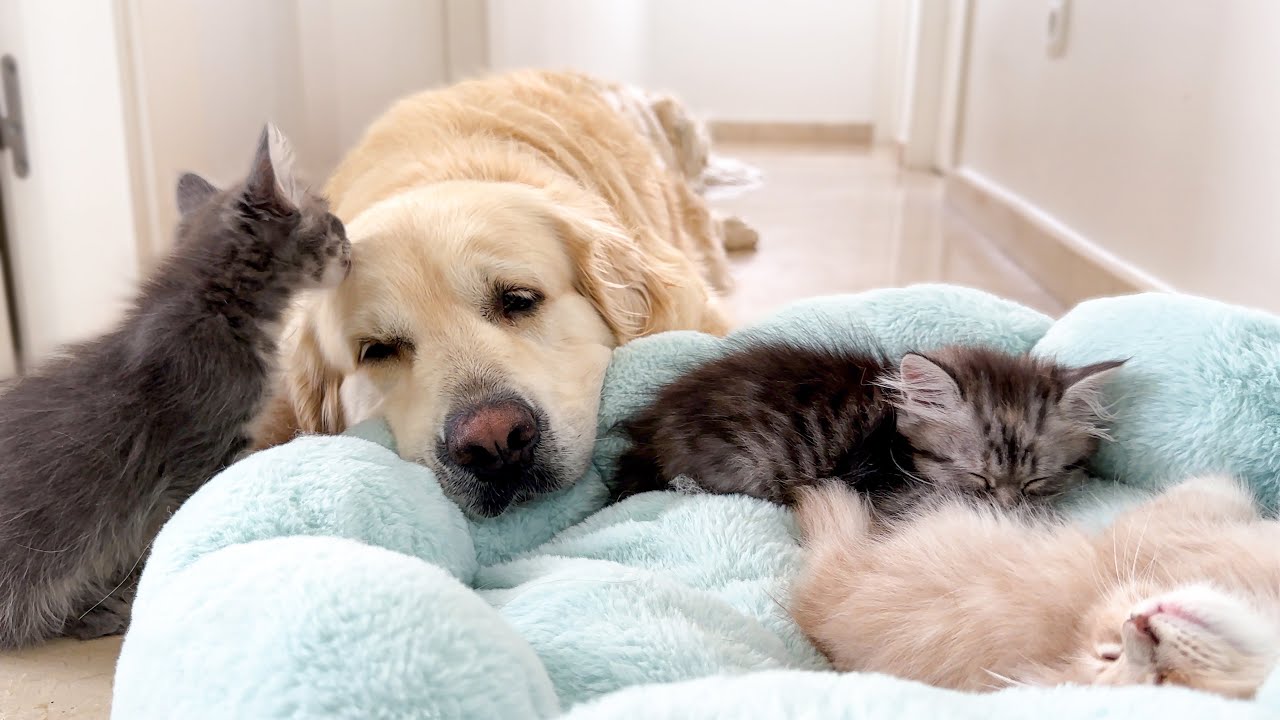 Sleepy golden retriever meets curious kitten