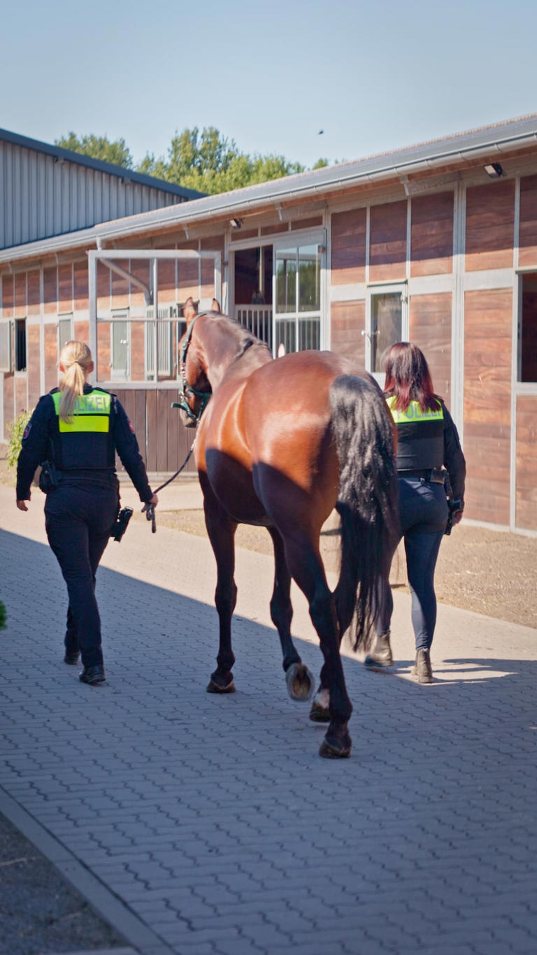 Police horse undergoes surgery on both eyes