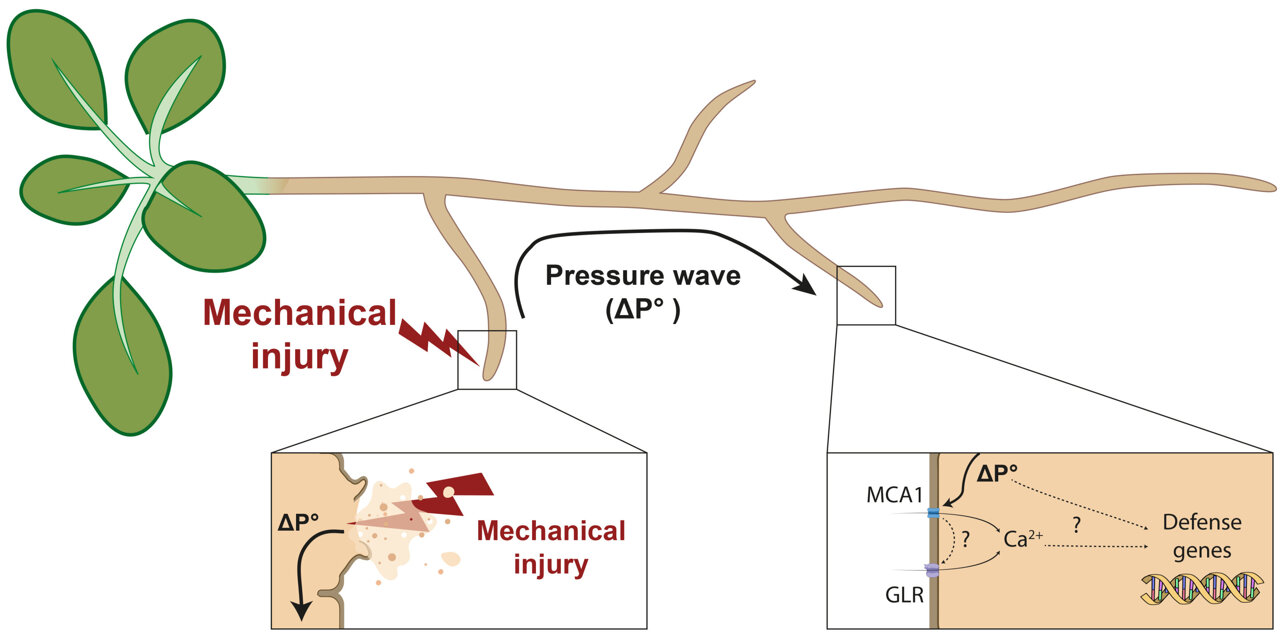 Plant root injuries unleash pressure waves that travel long distances