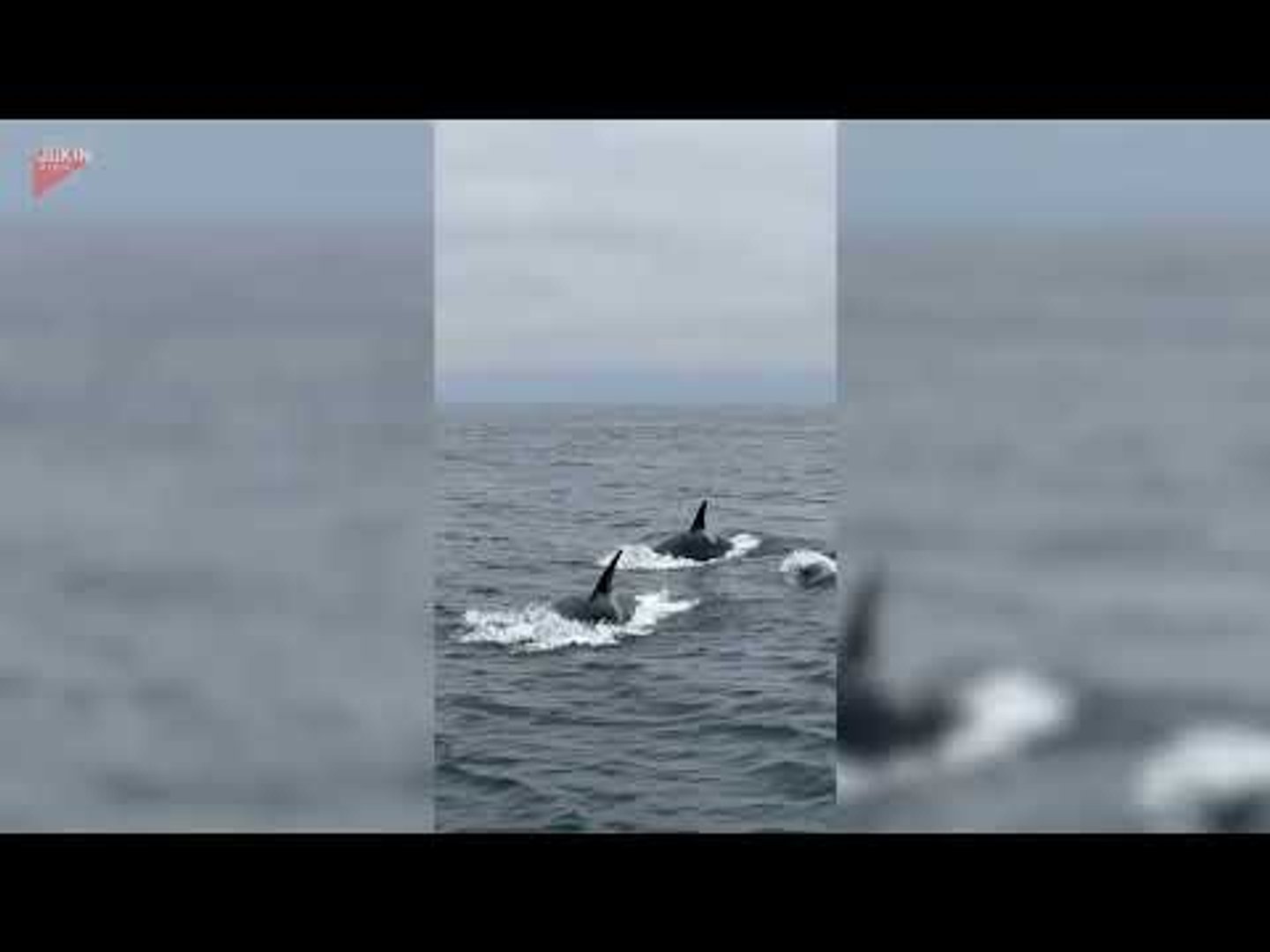Family witnesses wild orcas hunting during whale-watching tour