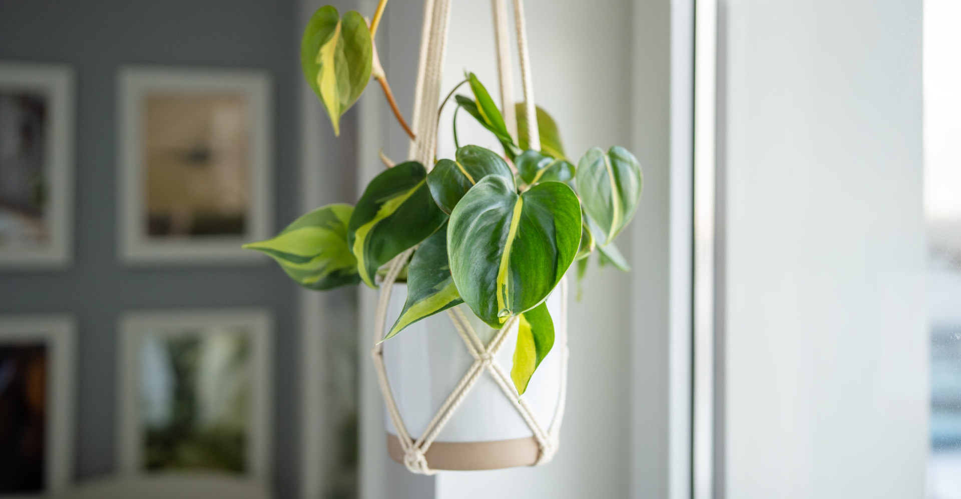 30 good luck plants to bring fortune into your home