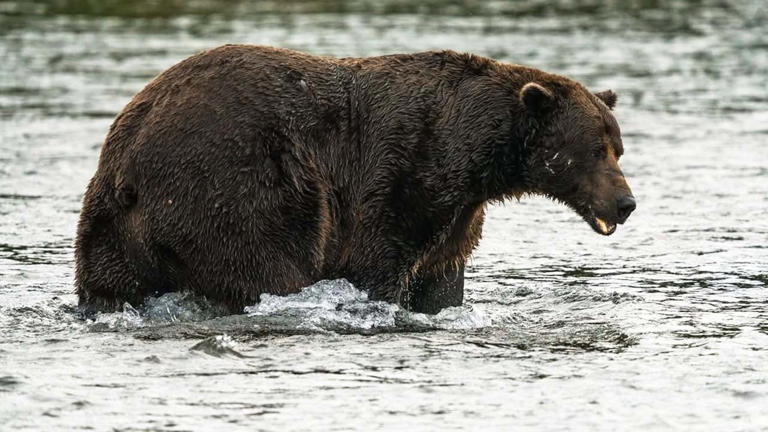 Winner of Fat Bear Week competition crowned