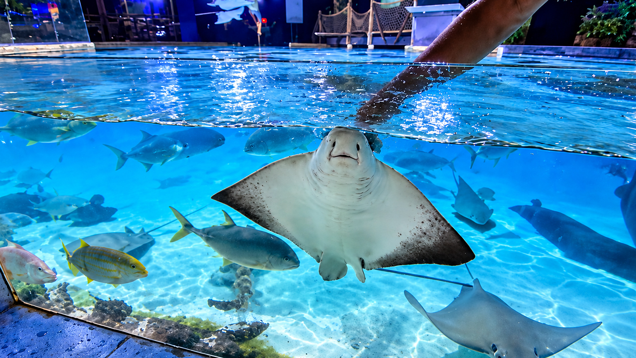 Hand-feeding stingrays turns into a wild splash fest