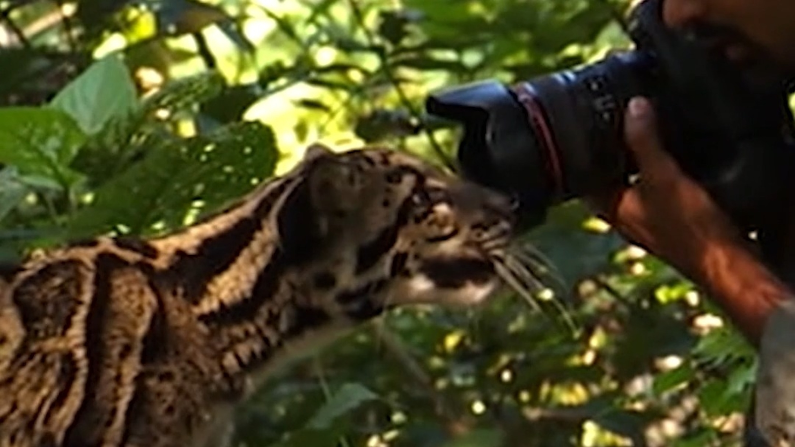 Clouded leopard cub gets up close to Nat Geo explorer and wildlife ...
