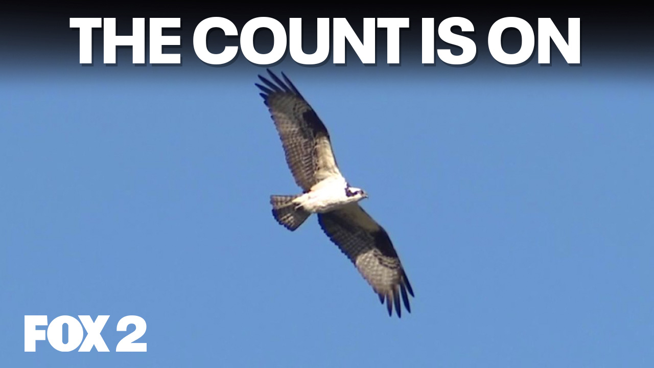 Detroit River Hawk Watch, an elusive fox, and Sugar Loaf returns ...