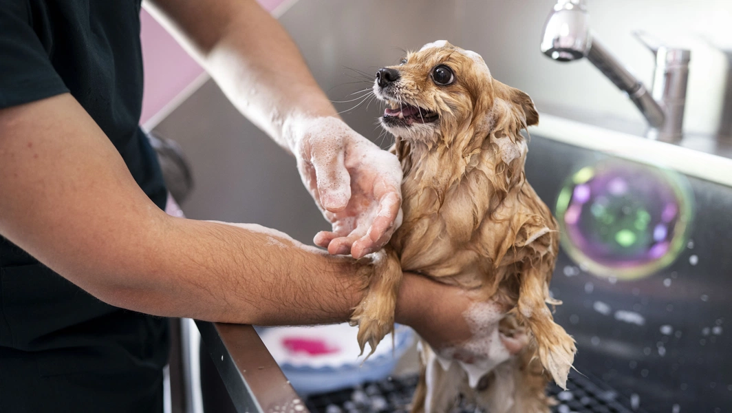 Comprehensive guide to professional pet grooming