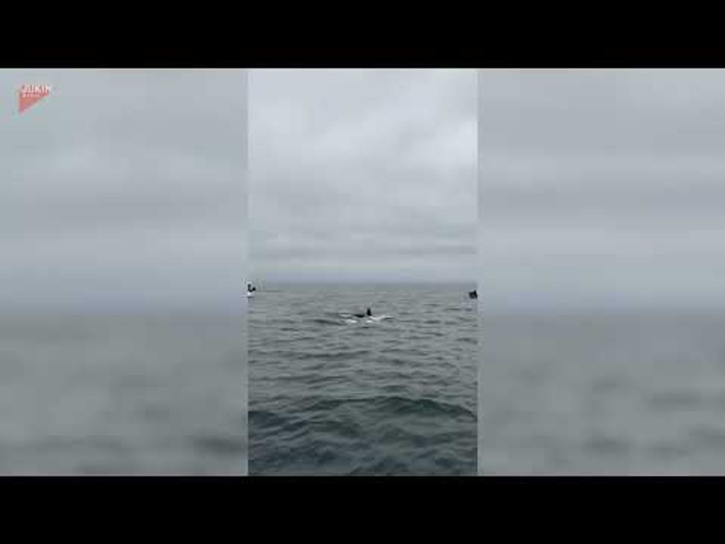 Person spots small pod of orcas surfacing on water