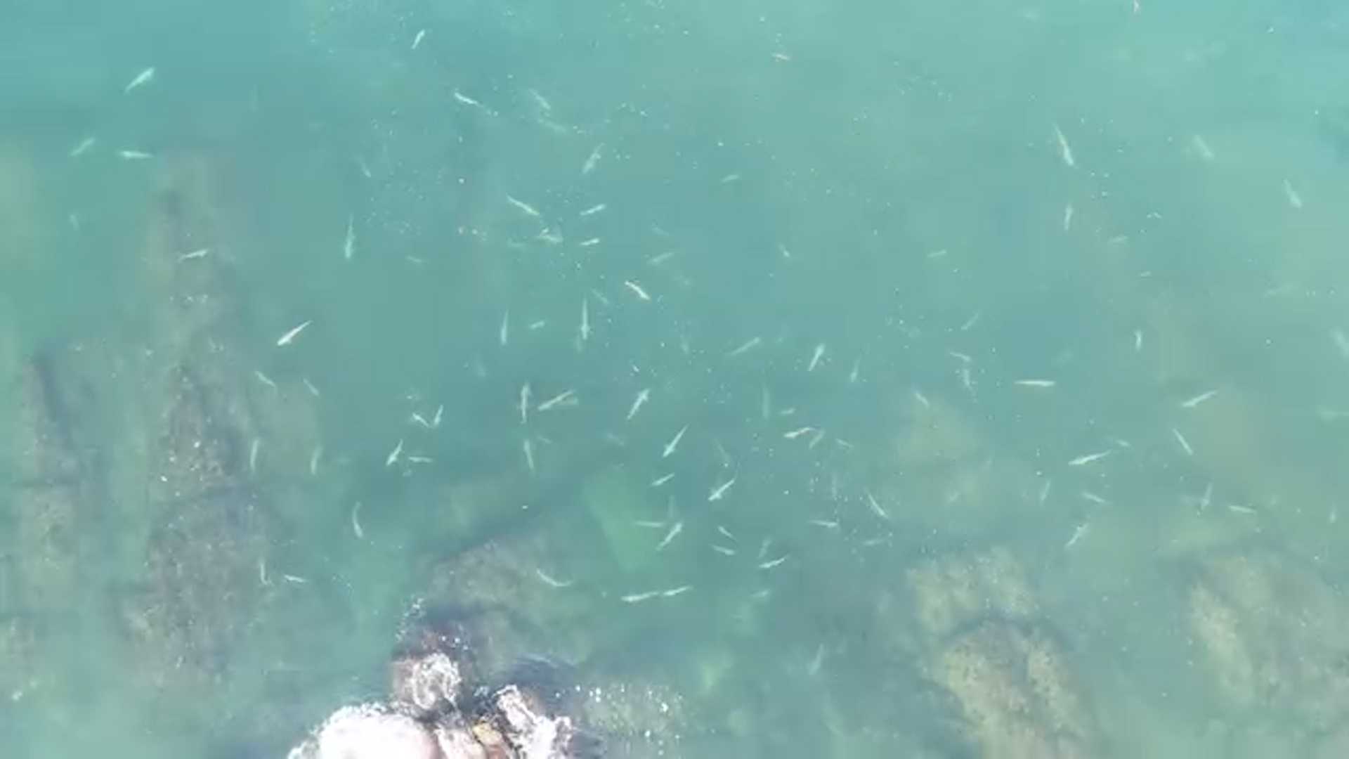 Maine is dealing with a devastating algal bloom; could this weekend's ...