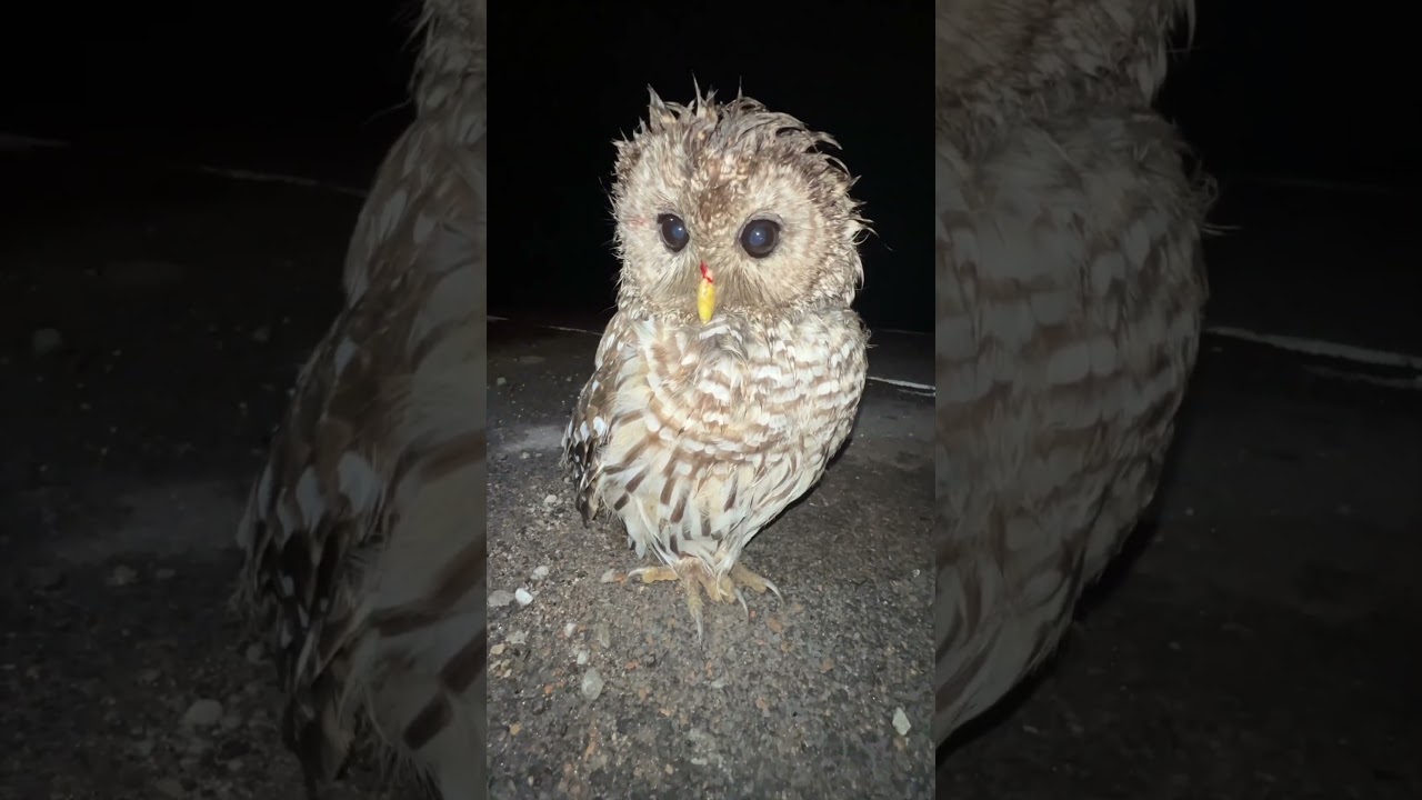 We found an injured owl