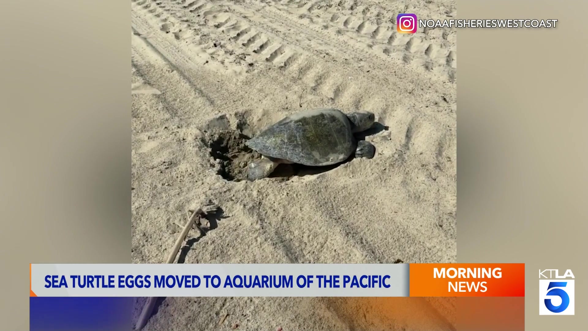 Historic sea turtle eggs moved to Aquarium of the Pacific