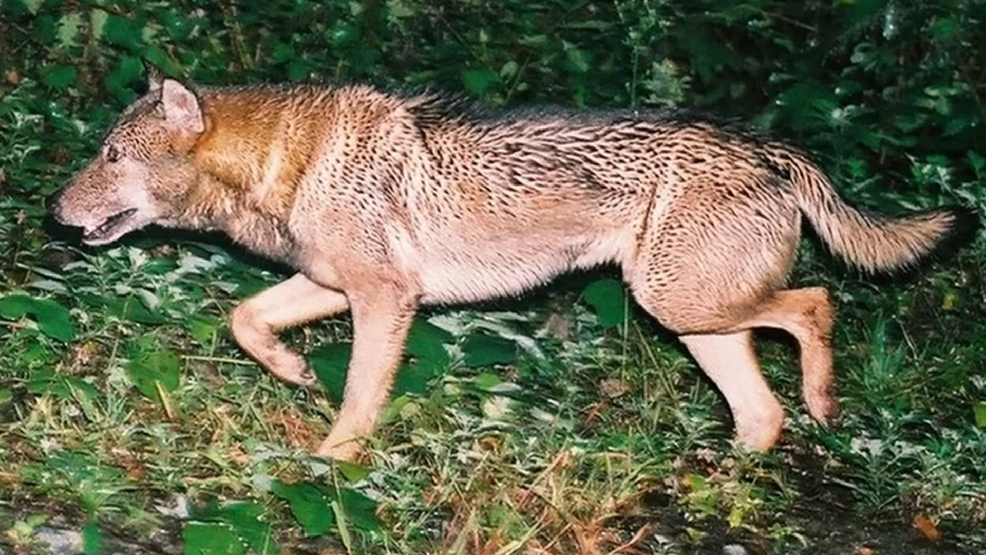 This animal was declared extinct but people still claim to see it