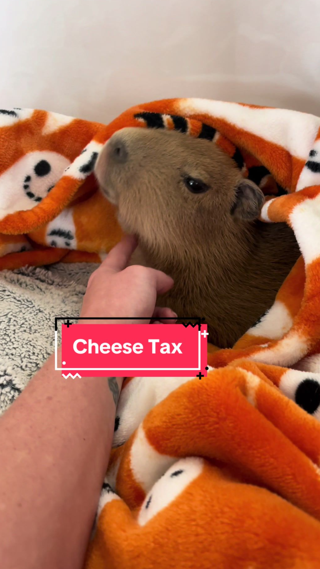 Capybara relaxing time and adorable daily routine