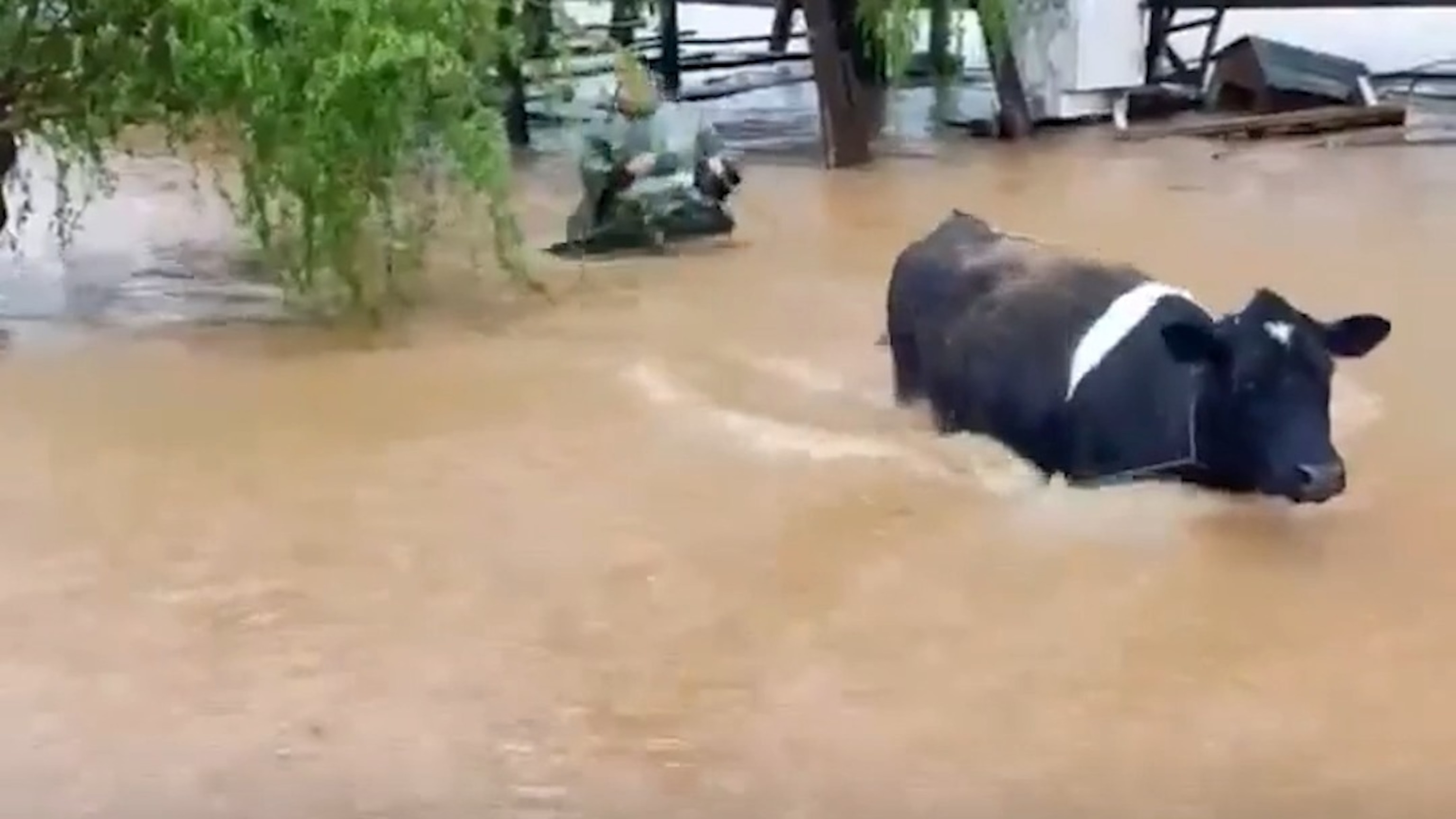 Police rescue cattle from floodwaters in Chile